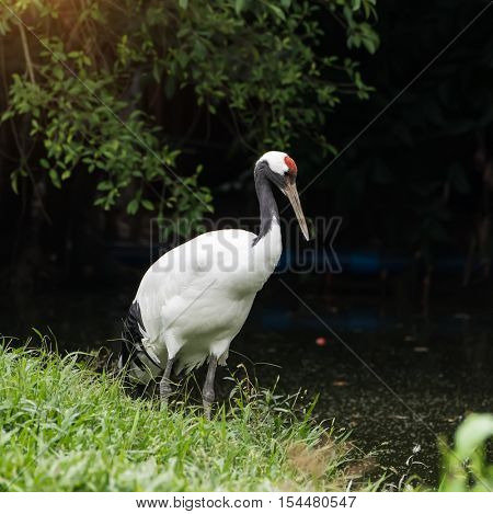 Red-Crowned crane