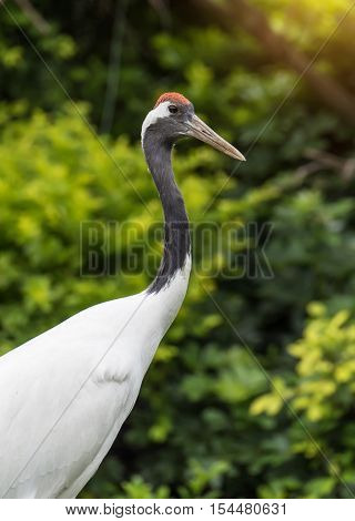 Red-Crowned crane