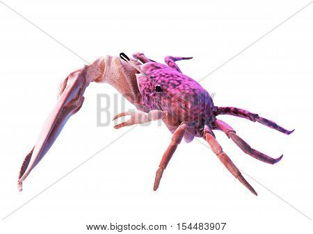 Fiddler Crab Isolated