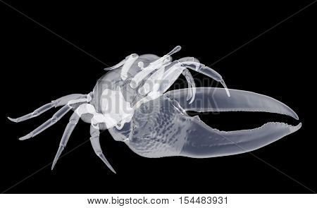 X-ray fiddler crab isolated. Sea life background 3d render