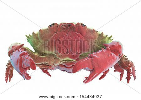 Dark-finger Coral Crab Isolated