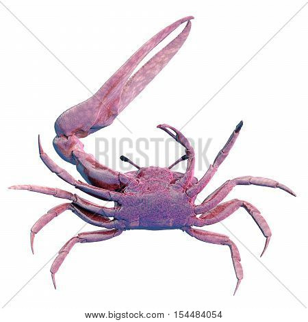 Fiddler Crab Isolated
