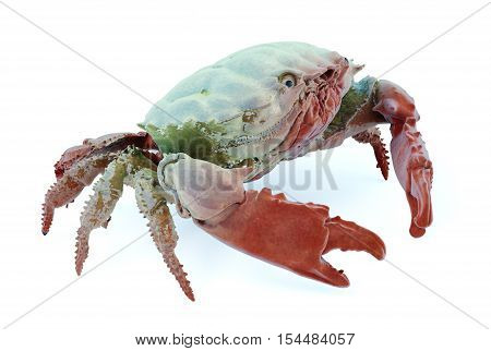 Dark-finger Coral Crab Isolated