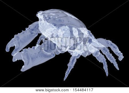 X-ray Dark-finger Coral Crab