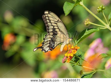 The Giant Swallowtail (Papilio cresphontes) butterfly feeding on Lantana flowers