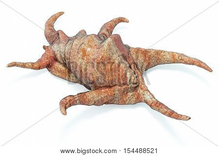 Harpago Chiragra