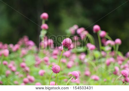 Beautifu lGlobe amaranths Amaranthaceae flowers in nature background