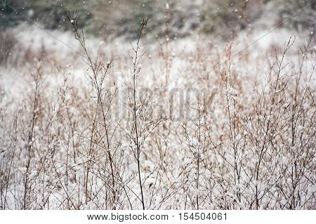 Dry grass in the snow. Winter landscape. The texture of dry grass in the snow.
