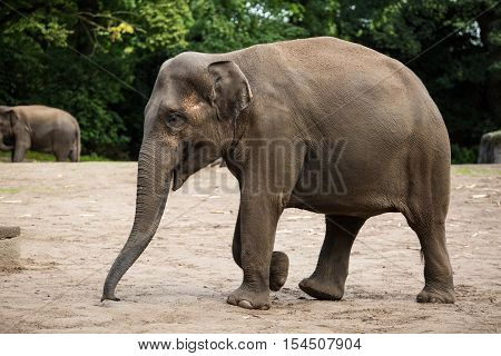 Big Elephant walking. Massive animal. Wild nature