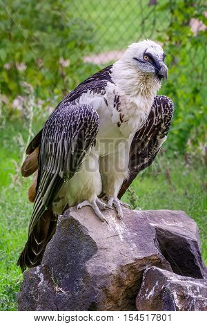 Beard vulture (Cypaetus barbatus aureus) is sitting on a rock at the zoo