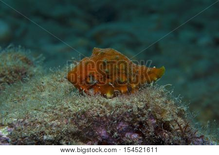 Orange shell in search of food down the sea