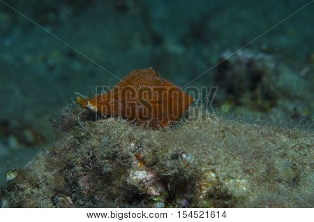 Orange shell in search of food down the sea