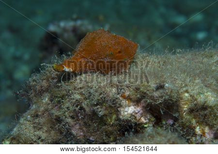 Orange shell in search of food down the sea