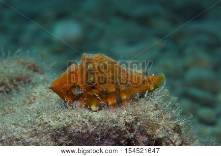 Orange shell in search of food down the sea