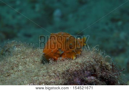 Orange shell in search of food down the sea