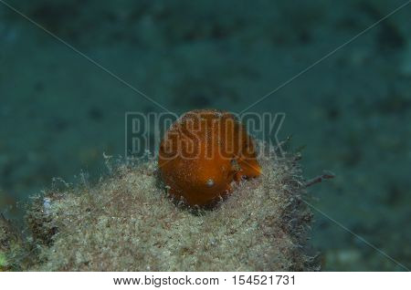 Orange shell in search of food down the sea