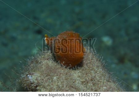 Orange shell in search of food down the sea