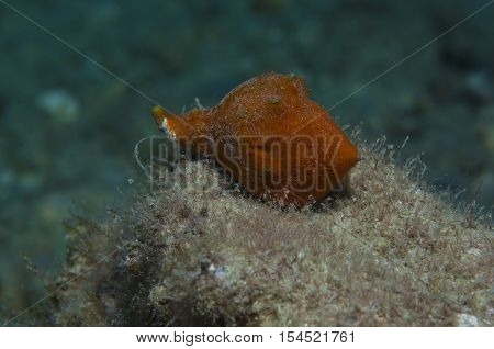 Orange shell in search of food down the sea