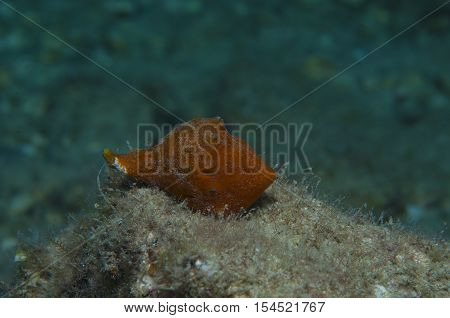 Orange shell in search of food down the sea
