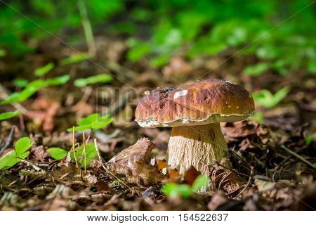 Boletus mushrooms in oak forest at autumn