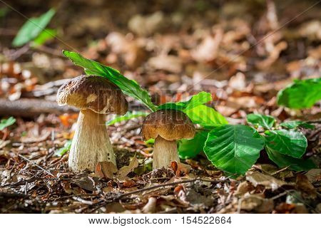 Two boletus mushrooms in oak forest at autumn