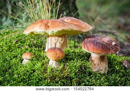 Boletus Mushroom On Moss In The Forest