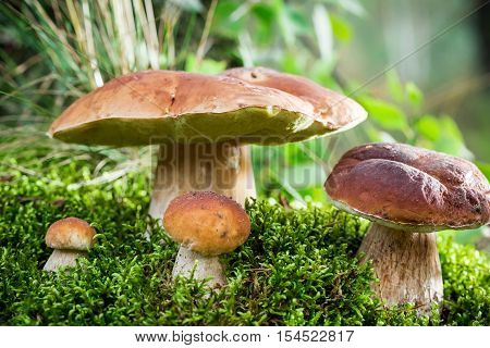 Boletus Mushrooms On Moss At Dawn In The Forest