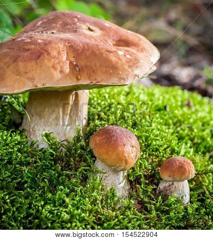 Wild noble mushrooms in forest at autumn