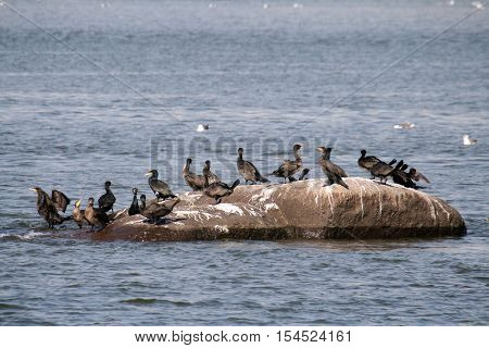 Little Cormorant (Phalacrocorax),Black cormorant lets its wings dry in the sun