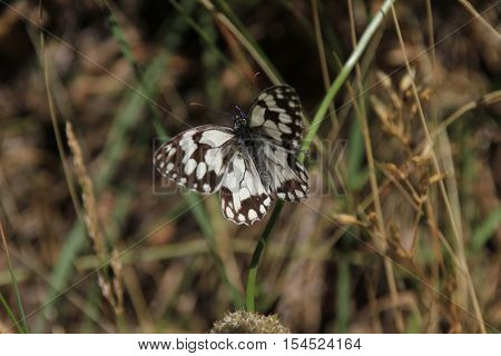 beautiful butterfly, nature and wildlife photo