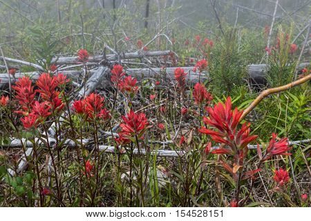 Red Indian Paintbrush Flowers in Fog along hiking trail