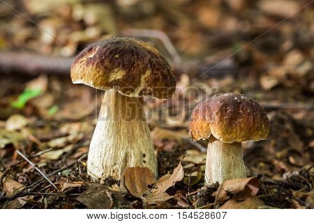 Two boletus mushrooms in deciduous forest at autumn