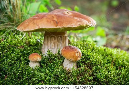 Boletus Mushroom On Moss In The Forest At Sunset