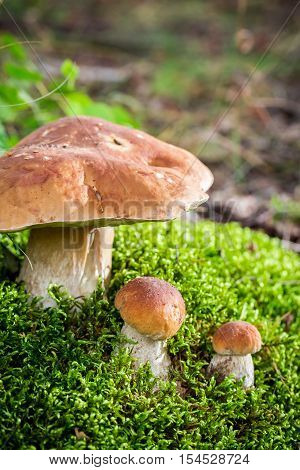 Wild noble mushrooms in forest at autumn