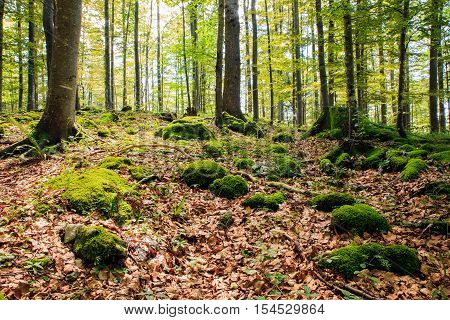 View of woodland in Kočevski Rog called also Kočevje Rog Slovenia