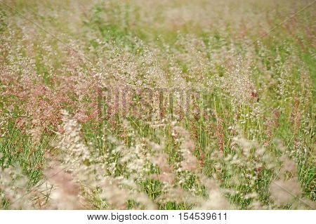 Setaceum Pennisetum Grass