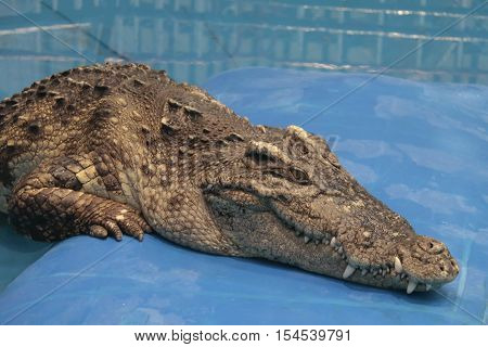 Alligator exhibition Thailand. The crocodile show with selective and soft focus.