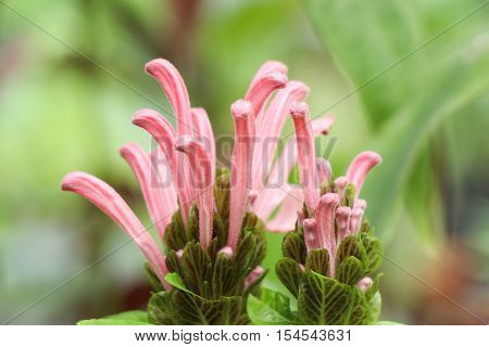 Beautifulbrazilian Blume Flowers In Nature