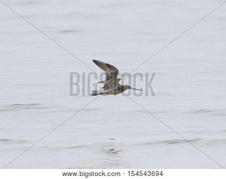 Bar-tailed Godwit Limosa lapponica flight over seashore selective focus shallow DOF
