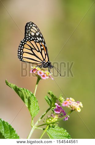 Monarch butterfly (Danaus plexippus) feeding on Lantana flowers in the garden. Natural green background with copy space.