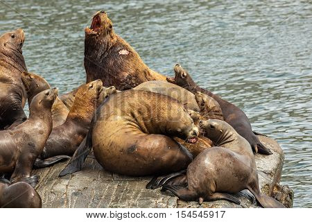 Rookery Steller sea lions. Island in the Pacific Ocean near Kamchatka Peninsula.