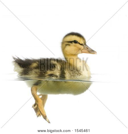 Entenküken vier Tage