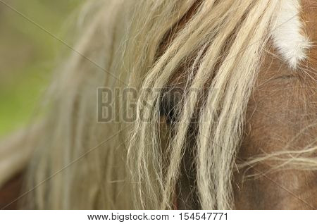 Workhorse. Grazing in the pasture. Meadow in the valley of the Bug.