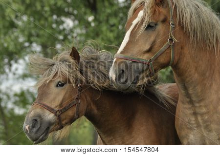 Workhorse. Grazing in the pasture. Meadow in the valley of the Bug.