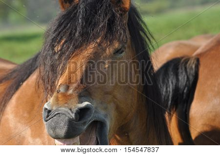 Workhorse. Grazing in the pasture. Meadow in the valley of the Bug.