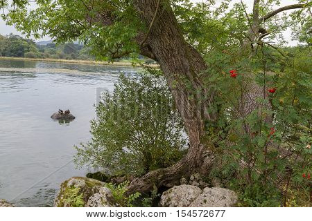Tree and Ducks on the shore of Lake WIndermere in Ambleside Cumbria UK
