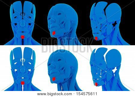 3D rendering medical illustration of the mentalis