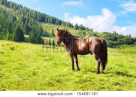Horse grazing in meadow in mountain valley. Horse grazing in summer mountain pasture. One brown horse on mountain pasture in Carpathians look at the camera