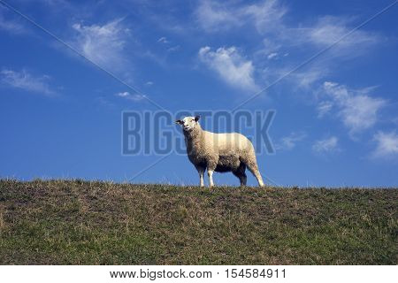 Sheep on dike Mando island in Danish Wadden Sea. Danish national park under UNESCO World Heritage.