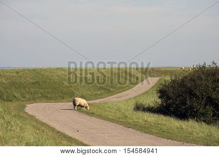 Sheep behind the dike on Mandø in the Danish Wadden Sea. Danish national park under UNESCO World Heritage.